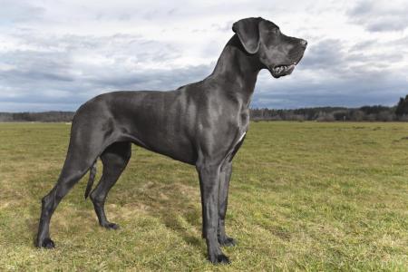 Dogue allemand dans un champs