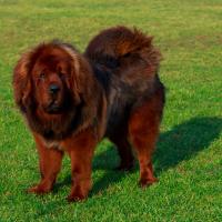 Dogue du Tibet sur une pelouse