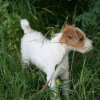 Dream' In, un petit Parson Russell Terrier