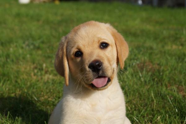 Chiots Labradors Croises Staff A Vendre Petite Annonce Chien