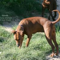 EDMEE, Pinscher Allemand Moyen de Colette