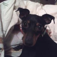 Enzy, le petit Pinscher de Vincent