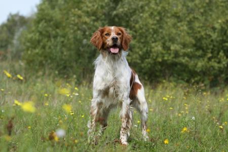 Epagneul breton marron et blanc debout dans un champs