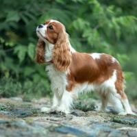 Epagneul King Charles dans la nature