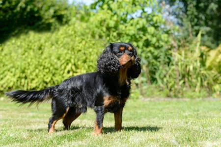 Epagneul king charles debout dans un jardin