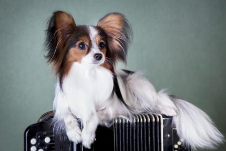 Epagneul papillon couche sur un accordeon