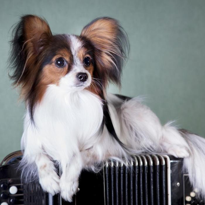 Tout Savoir Sur L Epagneul Papillon