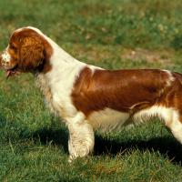 Epagneul Springer Gallois debout