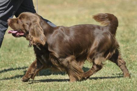 Epagneul sussex qui trottine