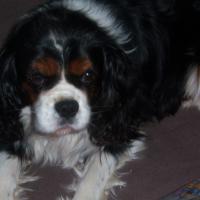 Fadou le cavalier king charles de christiane