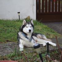 Farouk au repos bien mérité !