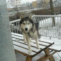 Farouk, husky aux yeux vairons