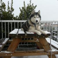 Farouk, le husky de Jean-Louis