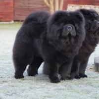 Sherdan 9 ans et demi et Lorky 4 ans, les Chow Chow de Nadine