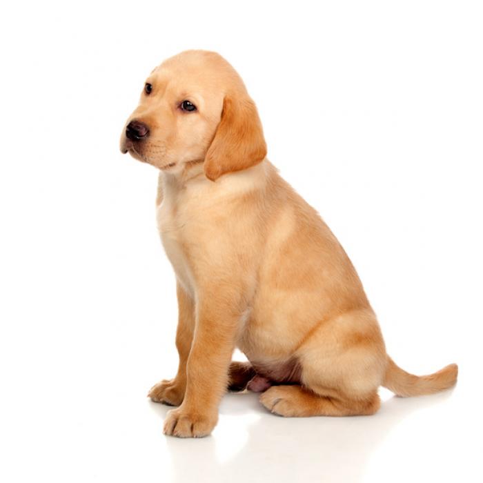 Tout Savoir Sur Le Labrador Retriever