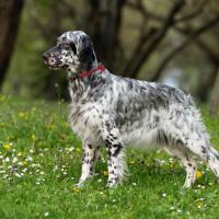 Un Setter Anglais dans l'herbes au printemps