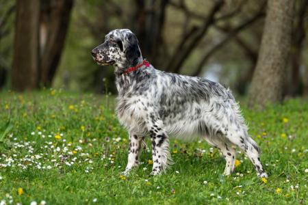 Photo d'un Setter Anglais