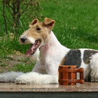 Fox Terrier couché sur une table avec une tasse