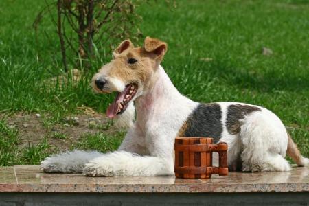 Fox terrier couche sur une table avec une tasse