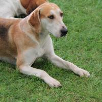 Foxhound Anglais couché sur l'herbe