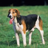 Foxhound Anglais debout
