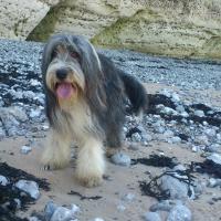 Gali, un joli Bearded Collie de 6 ans