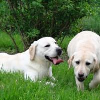 Elevage Del Punta Verde : 2 Labradors sable dans l'herbe