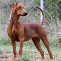 GITANE, Pinscher Allemand Moyen de Colette