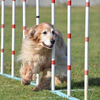 Golden retriever qui fait de l'agility