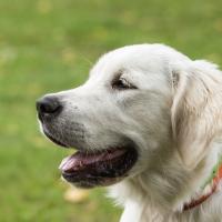 Golden retriever assis dans l'herbe