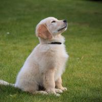 Chiot Golden retriever assis dans l'herbe