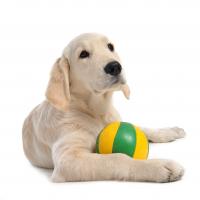 Chiot Golden retriever avec son ballon