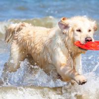 Chiot Golden retriever qui fait du frisbee à la mer