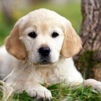 Chiot Golden retriever couché