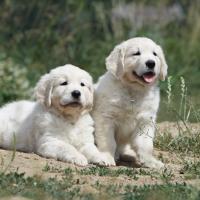 2 chiots Golden retriever