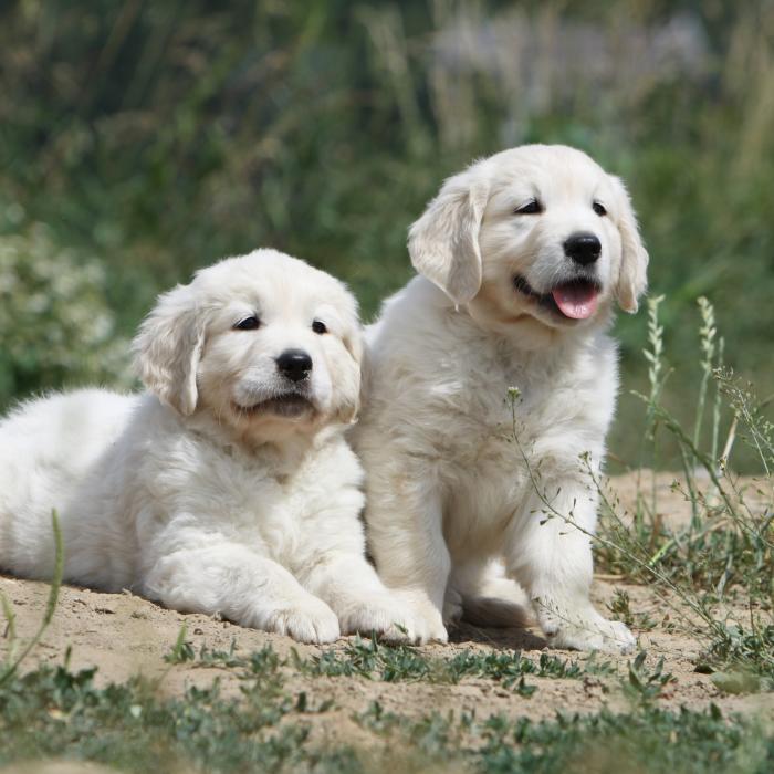 Tout Savoir Sur Le Golden Retriever