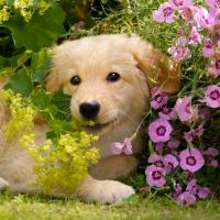 Chiot Golden retriever dans les fleurs