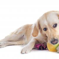 Golden retriever qui joue avec son jouet