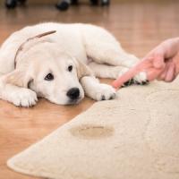 Chiot Golden retriever qui a fait pipi sur le tapis