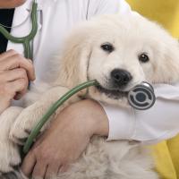 Chiot Golden retriever chez le vétérinaire