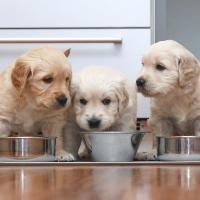 3 chiots Golden retriever qui mangent