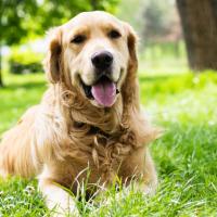 Golden Retriever couleur sable couché dans l'herbe