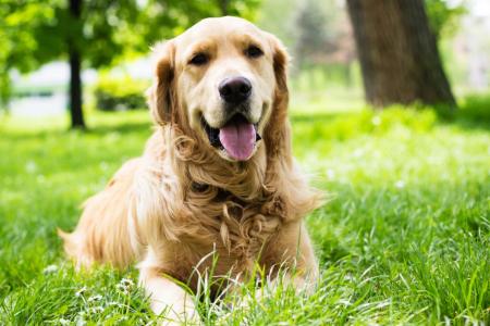 Golden retriever couleur sable couche dans l herbe