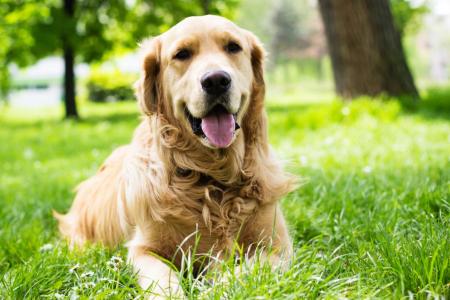 Golden retriever couleur sable couche dans l herbe