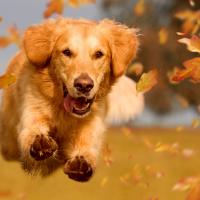 Golden retriever qui court dans la forêt