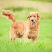 Golden retriever debout dans l'herbe