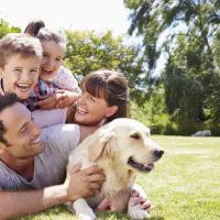 Golden retriever en famille