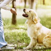 Golden retriever avec son maitre