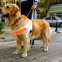 Golden retriever avec un harnais