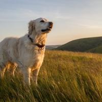 Golden retriever dans un champs